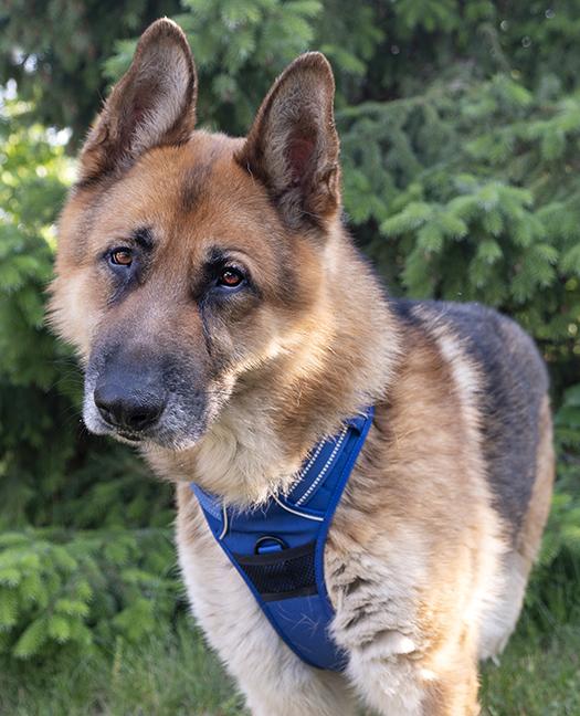 Enlarge Kyrie, a ADOPTABLE German Shepherd Dog in Chicago, IL image 6/6