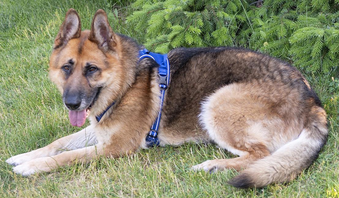 Enlarge Kyrie, a ADOPTABLE German Shepherd Dog in Chicago, IL image 5/6