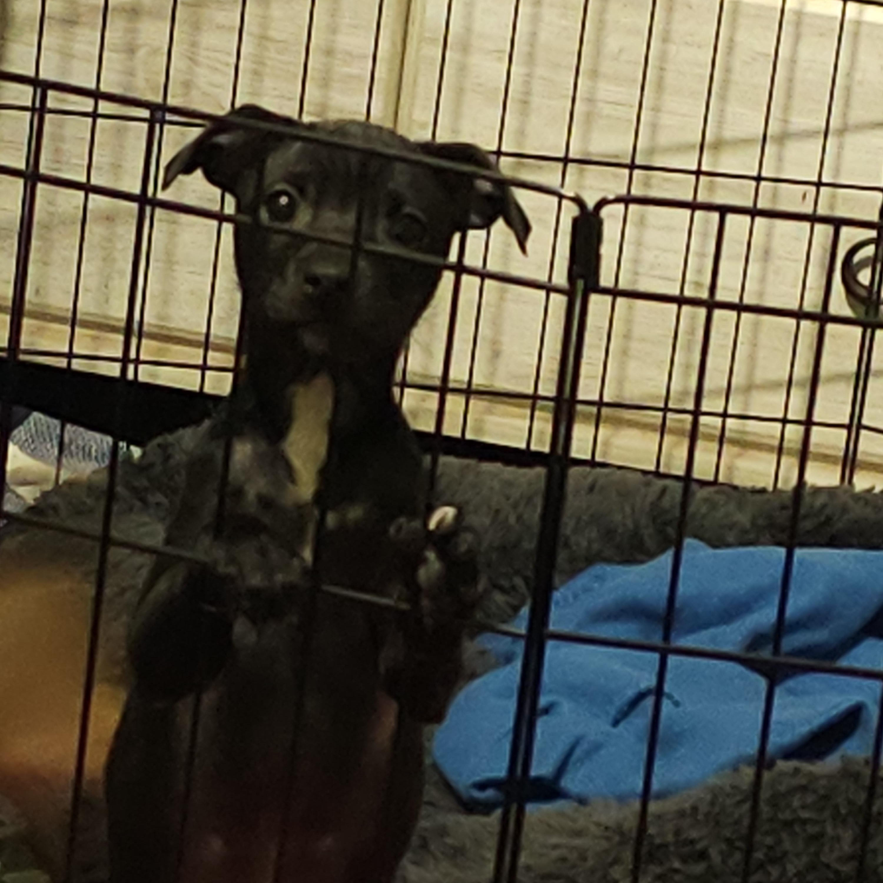 Enlarge Sardine, a Adoptable mixed breed in Clovis, NM image 4/6