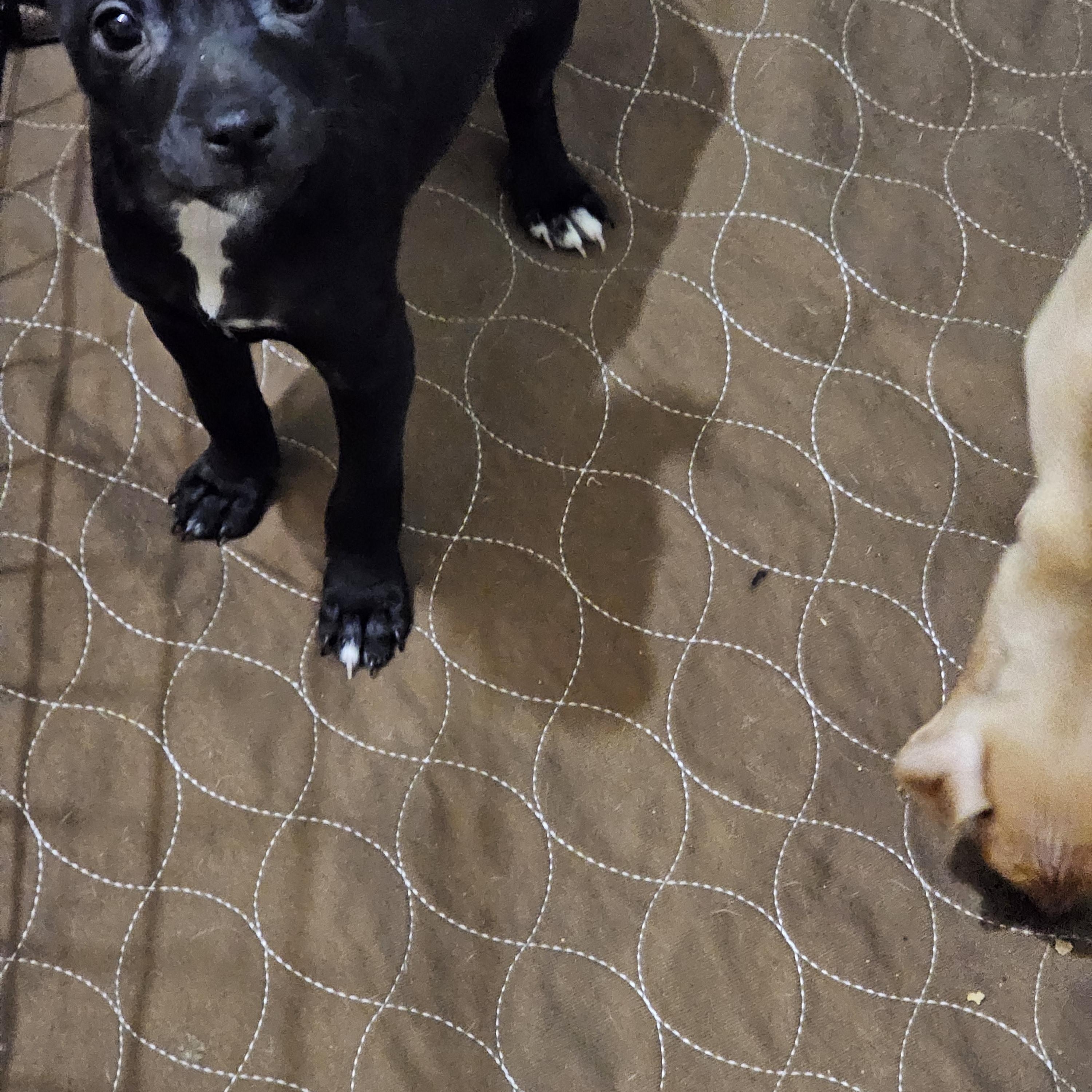 Enlarge Sardine, a Adoptable mixed breed in Clovis, NM image 2/6