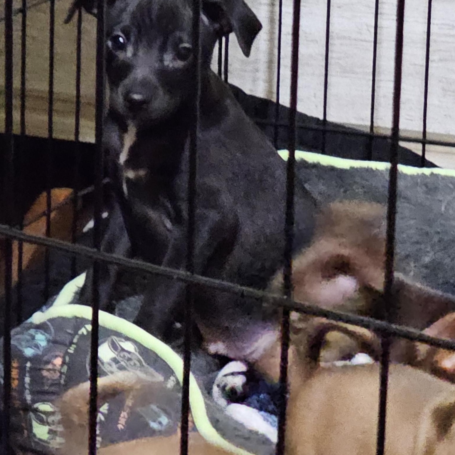 Enlarge Sardine, a Adoptable mixed breed in Clovis, NM image 3/6