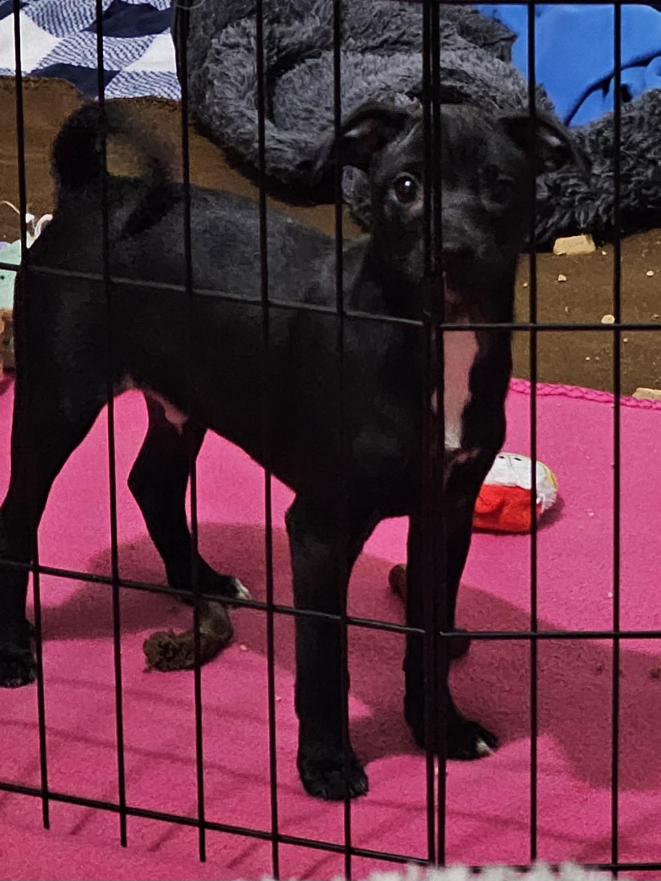 Sardine, Adoptable, Puppy Male Chihuahua & Chiweenie.