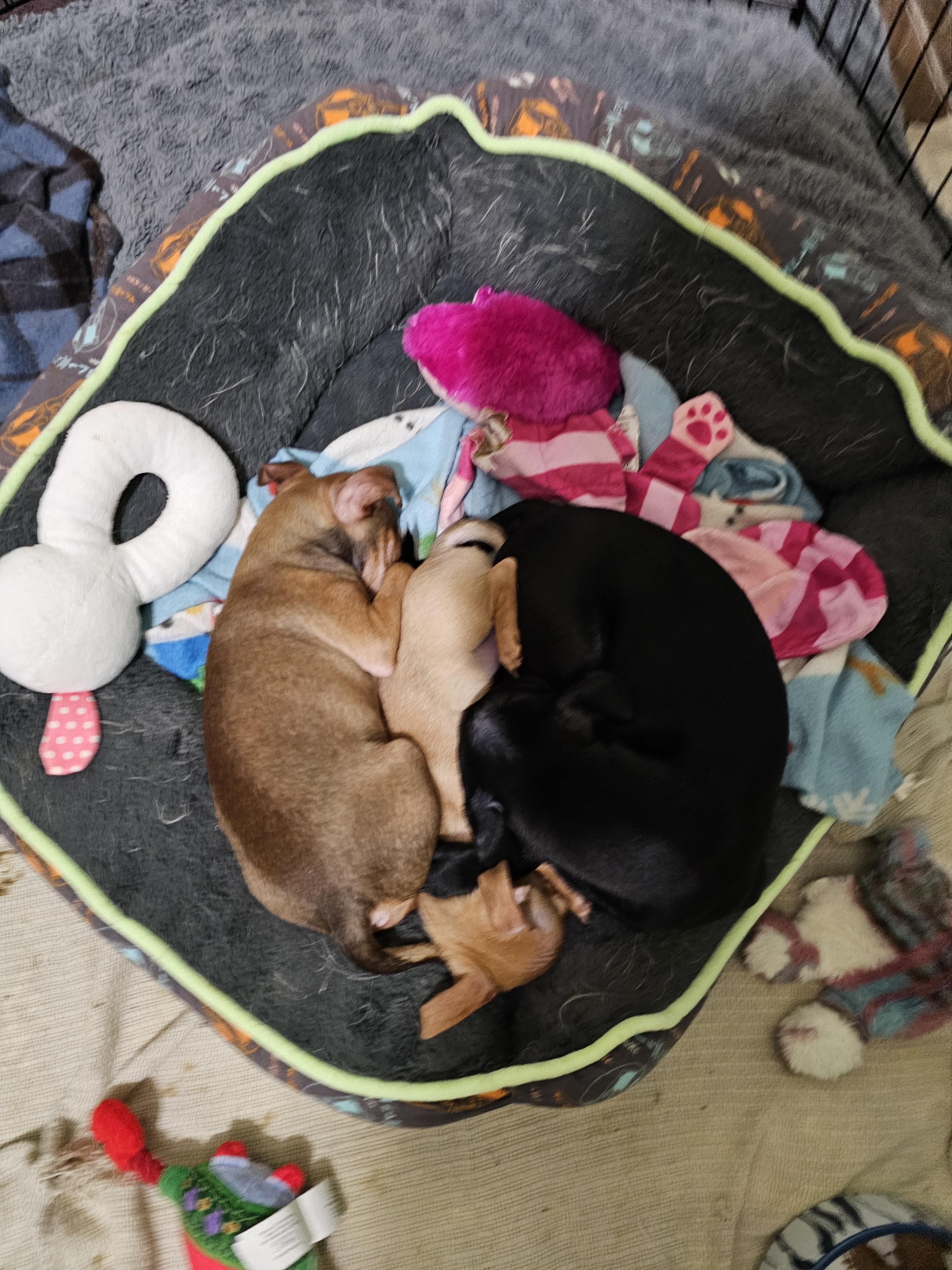 Enlarge Sardine, a Adoptable mixed breed in Clovis, NM image 5/6