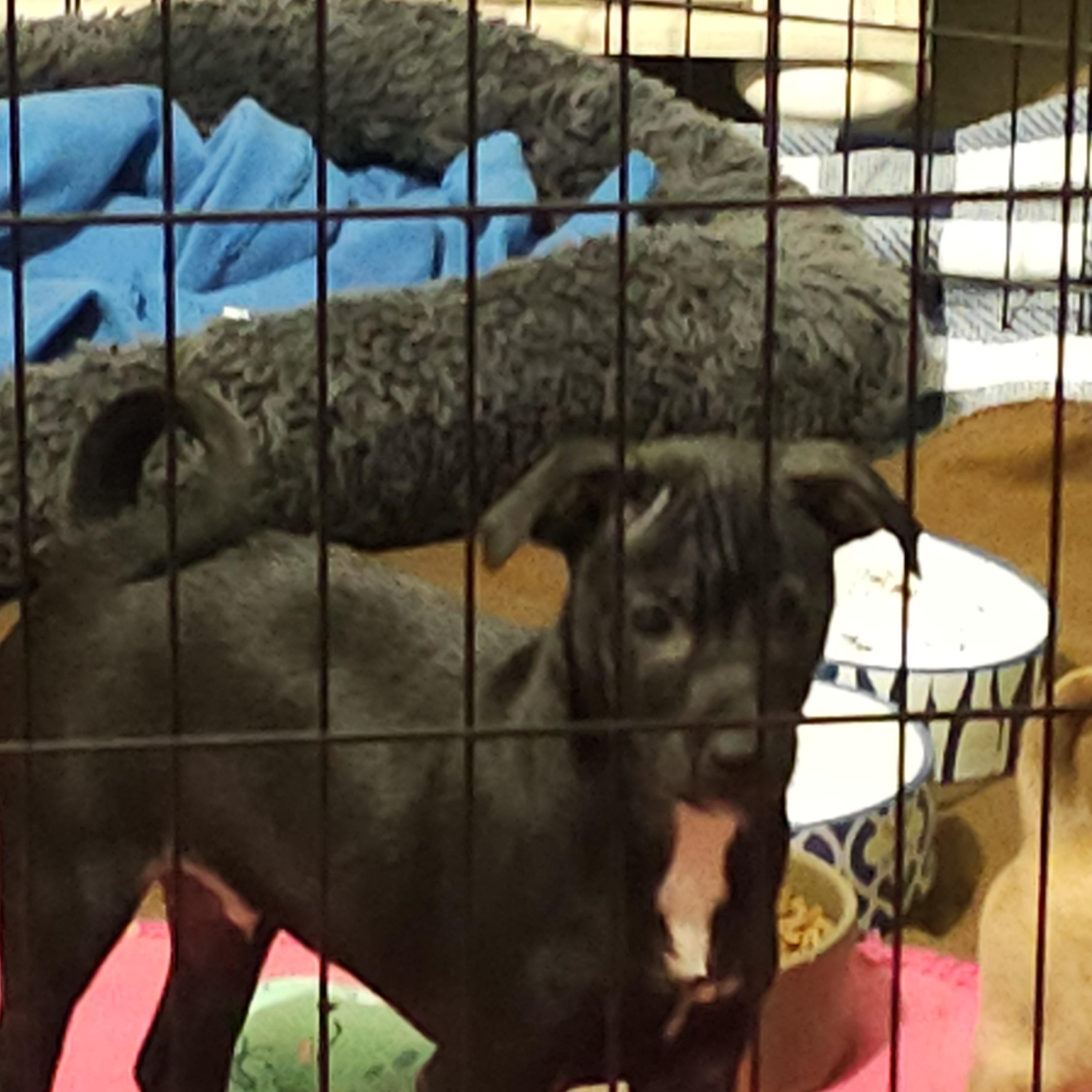 Enlarge Sardine, a Adoptable mixed breed in Clovis, NM image 6/6