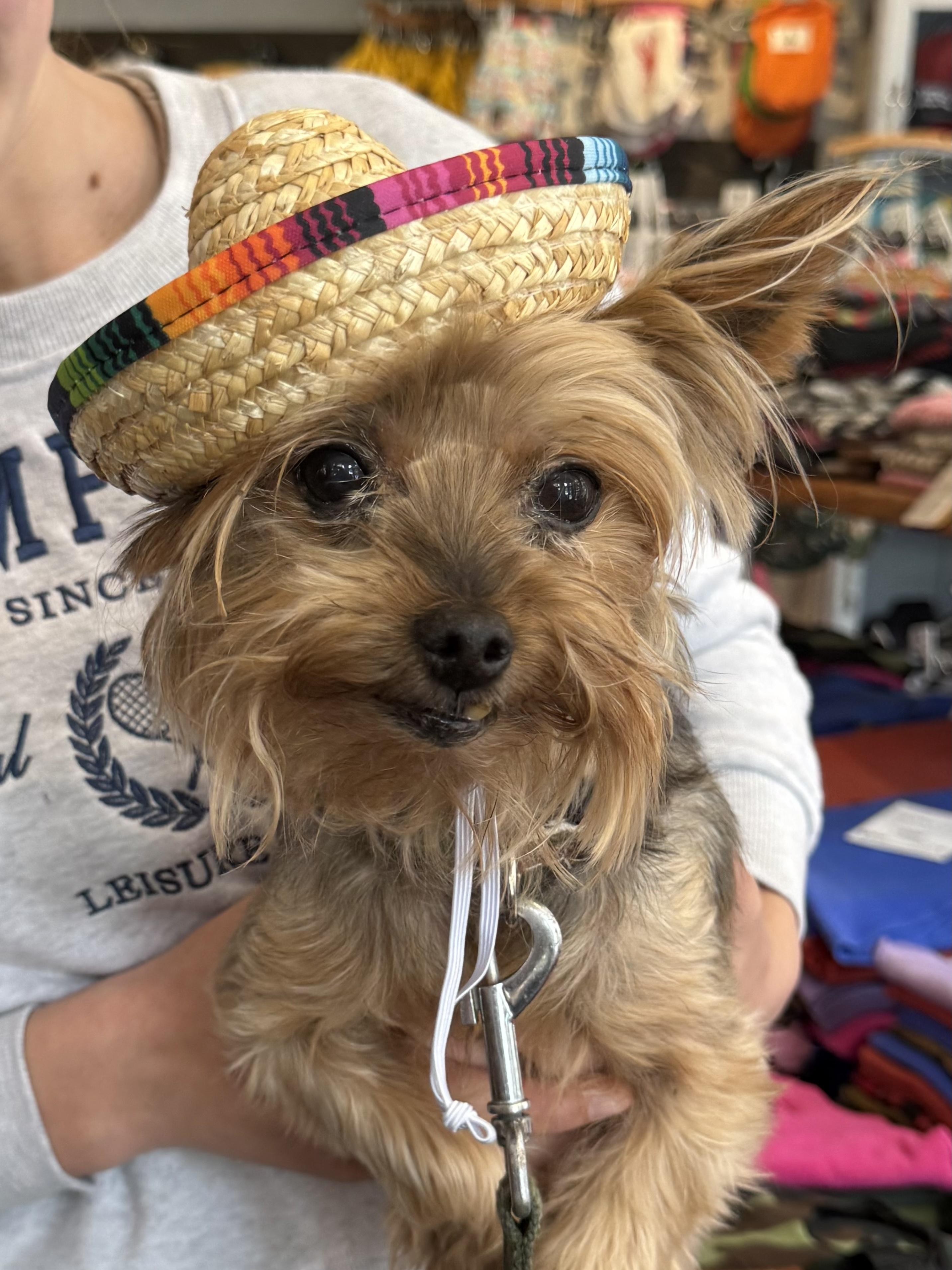 Buddy, ADOPTABLE, Senior Male Yorkshire Terrier.
