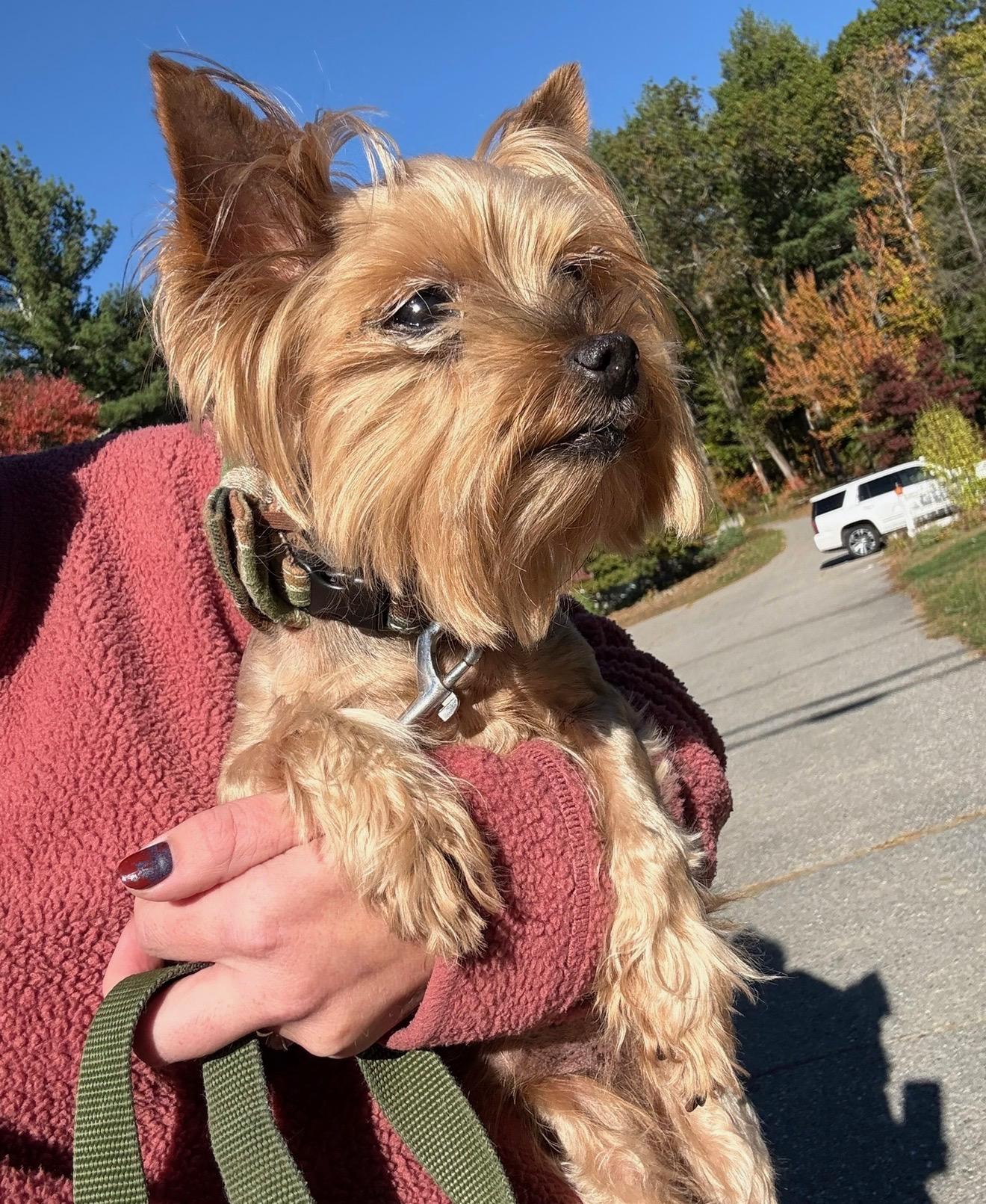 Buddy, a ADOPTABLE Yorkshire Terrier in Nashua, NH image 2/2