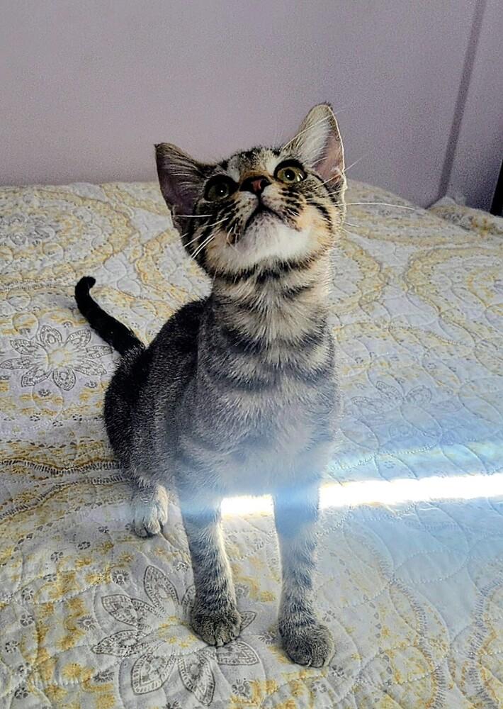 7923 Tabitha, Adoptable, Kitten Female Domestic Short Hair & Tabby.