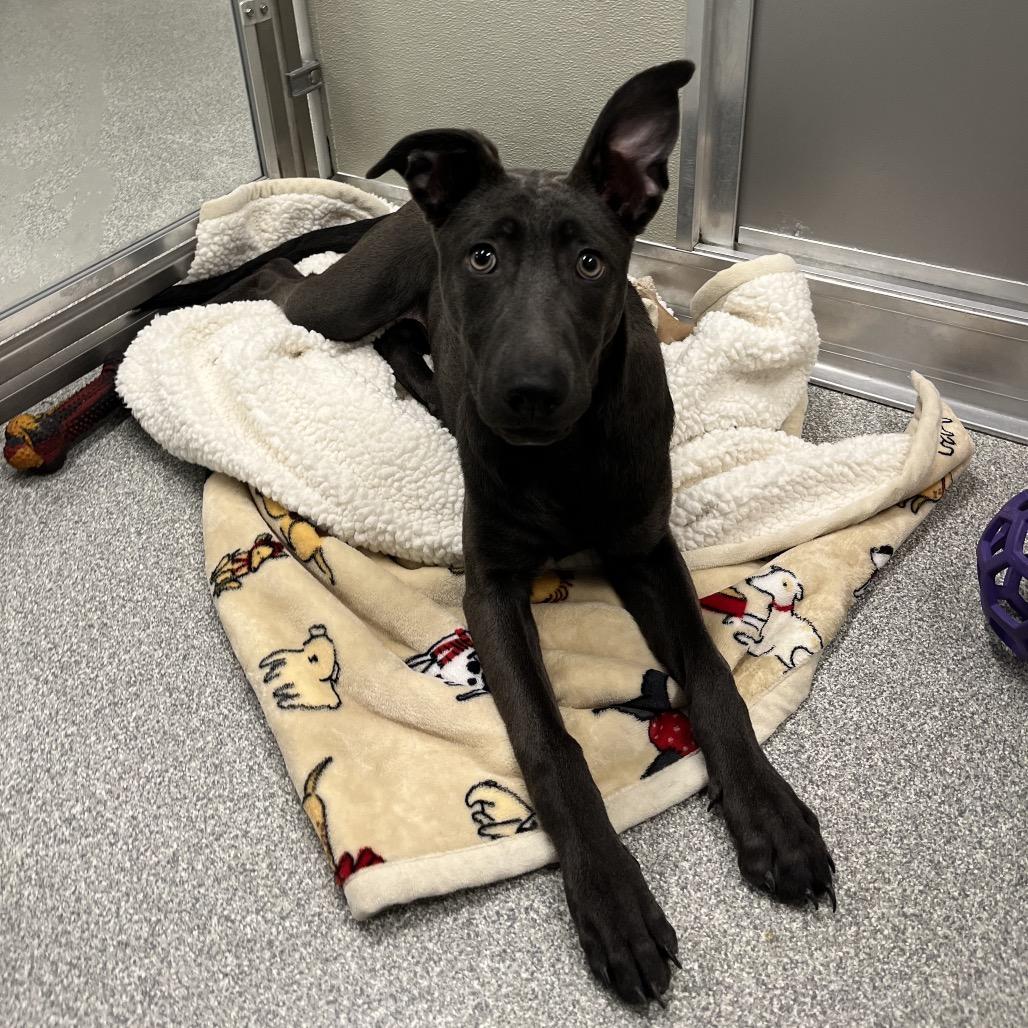 Glacier, Adoptable, Young Female Mixed Breed.