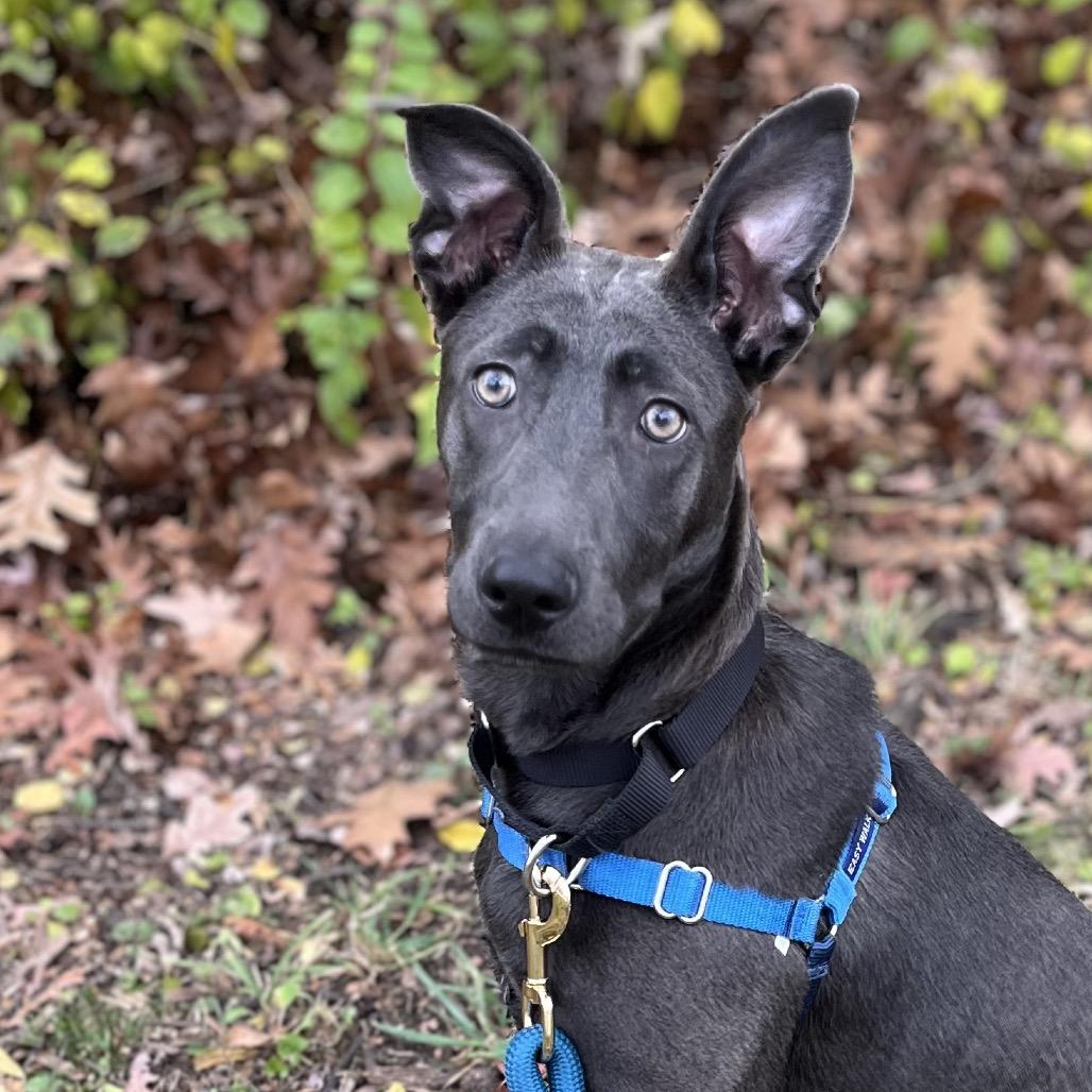 Glacier, Adoptable, Young Female Mixed Breed.