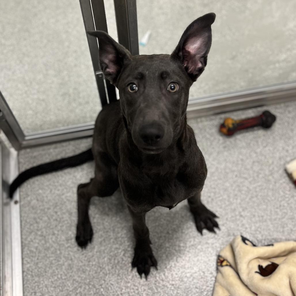 Glacier, a Adoptable Mixed Breed in Hinsdale, IL image 3/6