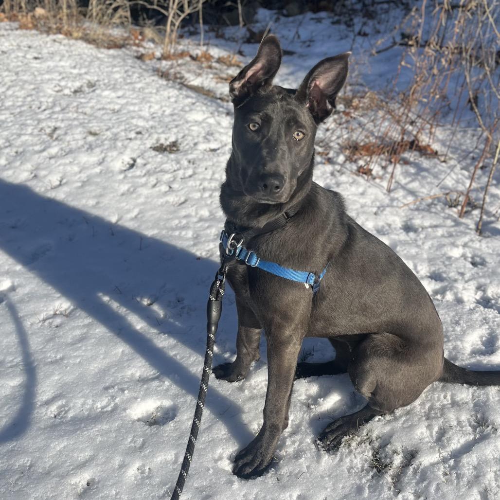 Glacier, a Adoptable Mixed Breed in Hinsdale, IL image 4/6