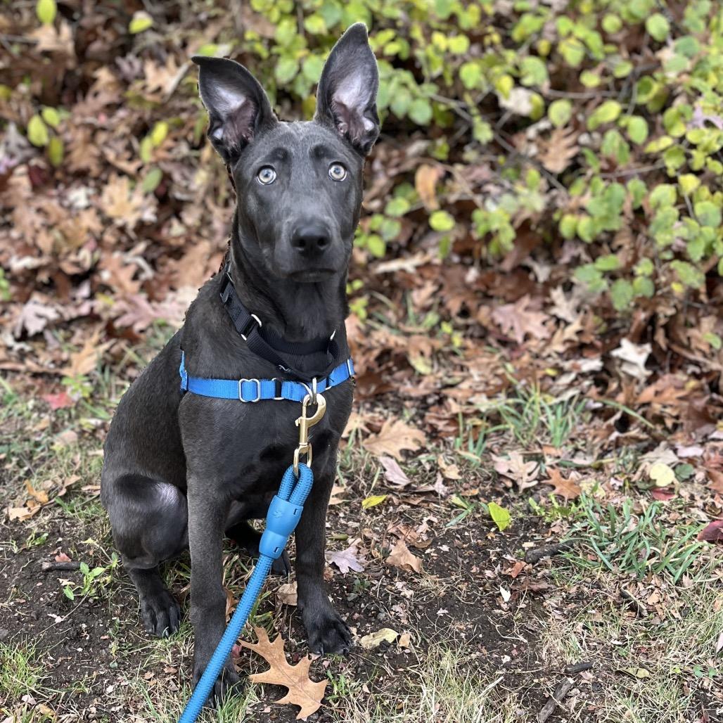 Glacier, a Adoptable Mixed Breed in Hinsdale, IL image 6/6