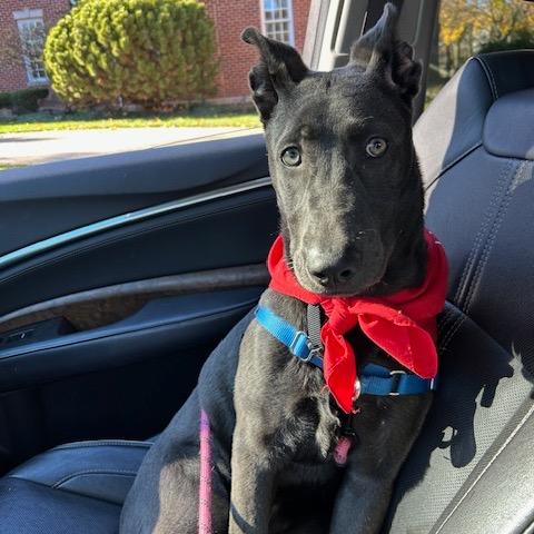 Enlarge Glacier, a Adoptable Mixed Breed in Hinsdale, IL image 6/6