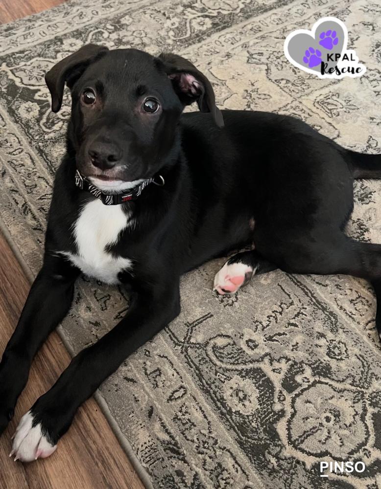 Almond - Nuts Litter, Adoptable, Puppy Male Mixed Breed & Mixed Breed.
