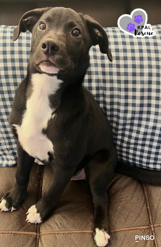 Enlarge Almond - Nuts Litter, a Adoptable mixed breed in Kenai, AK image 2/5