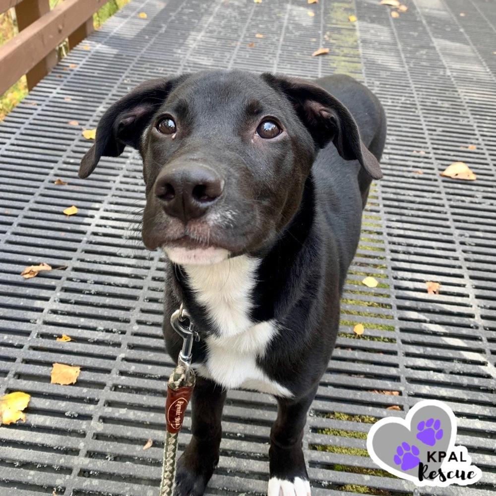Enlarge Almond - Nuts Litter, a Adoptable mixed breed in Kenai, AK image 3/6