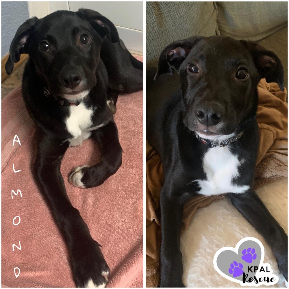 Enlarge Almond - Nuts Litter, a Adoptable mixed breed in Kenai, AK image 3/5