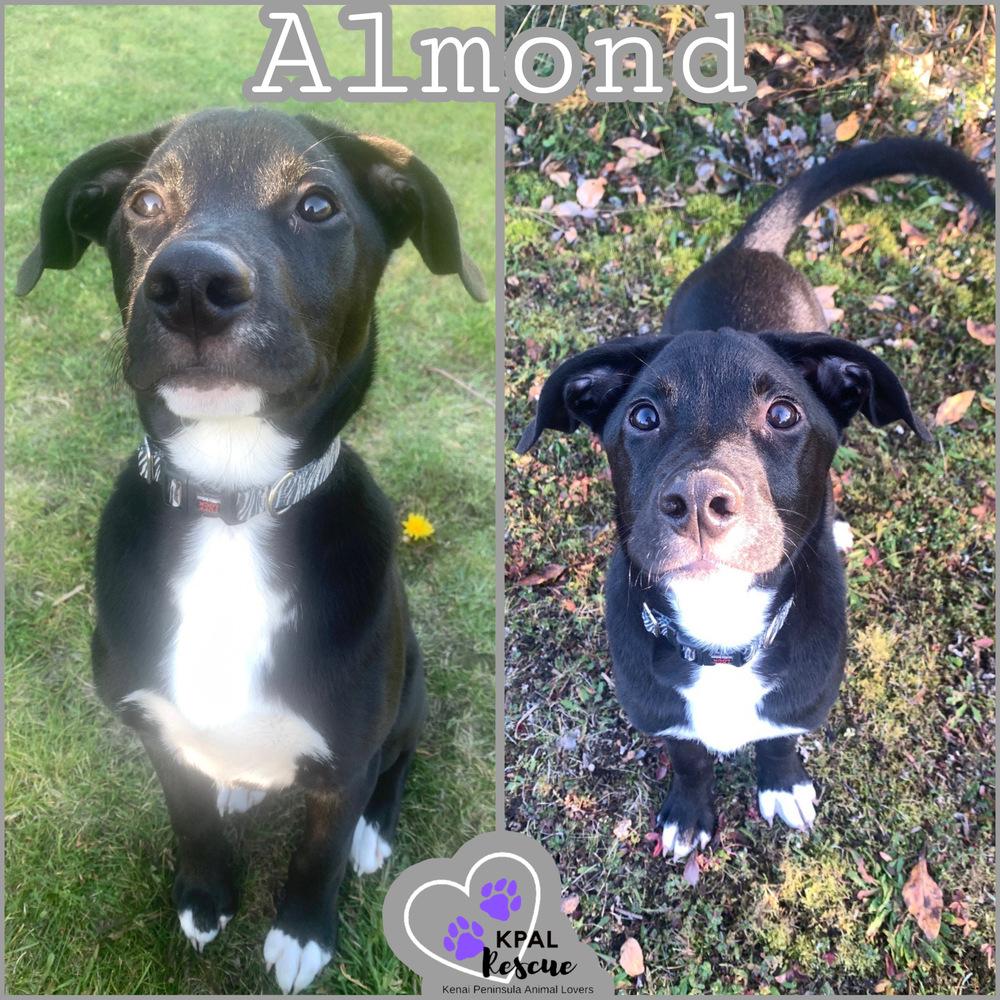 Enlarge Almond - Nuts Litter, a Adoptable mixed breed in Kenai, AK image 4/6