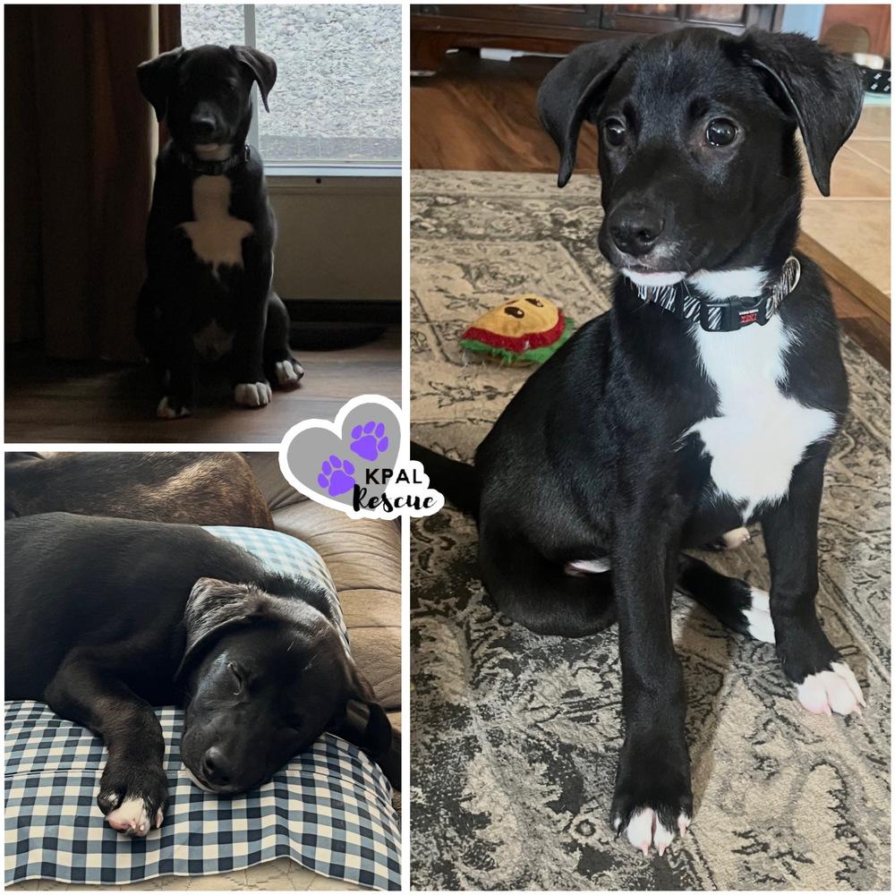 Enlarge Almond - Nuts Litter, a Adoptable mixed breed in Kenai, AK image 4/5