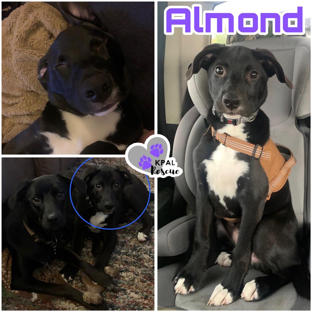 Enlarge Almond - Nuts Litter, a Adoptable mixed breed in Kenai, AK image 6/6