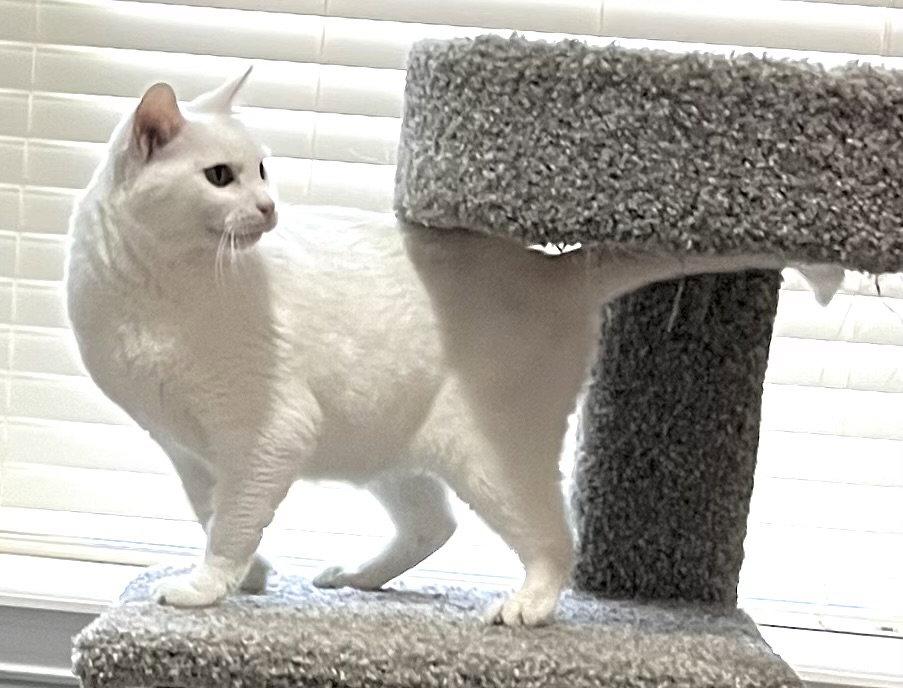 Elsa, Adoptable, Adult Female Domestic Short Hair.