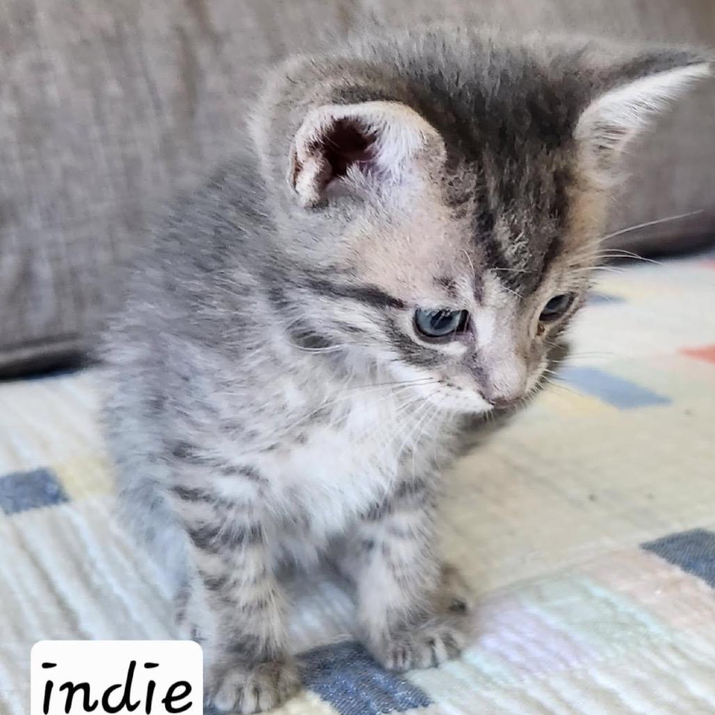 Indy, Adoptable, Kitten Male Domestic Short Hair.