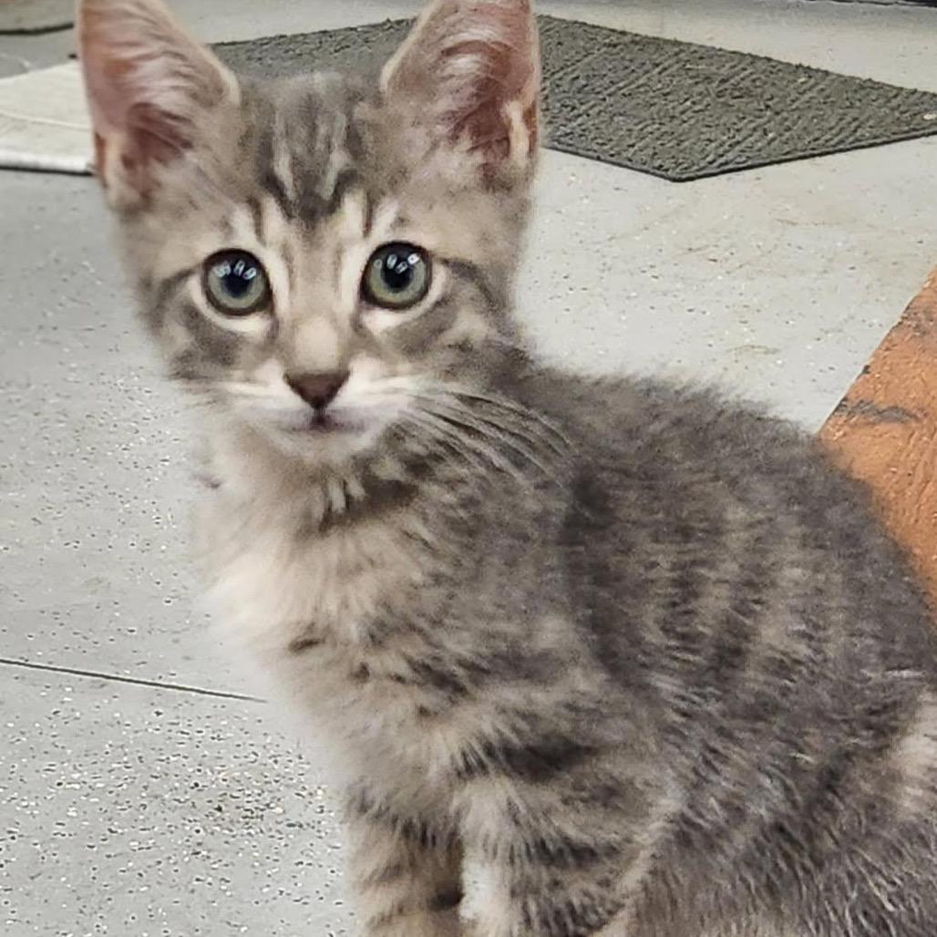 Enlarge Indy, a Adoptable Domestic Short Hair in Baker City, OR image 2/2