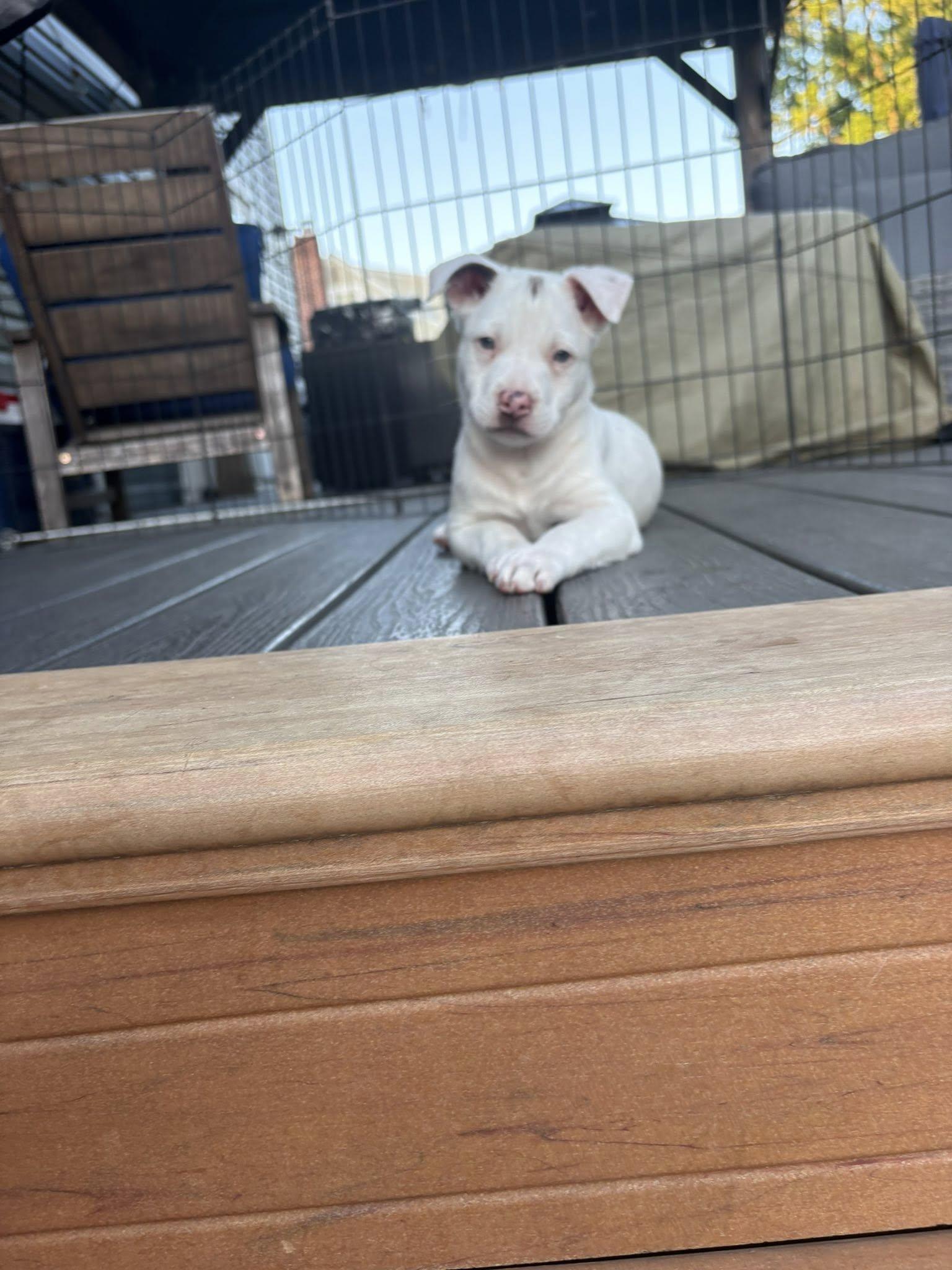 Enlarge Tracker, a Adoptable mixed breed in Berlin, NJ image 1/1