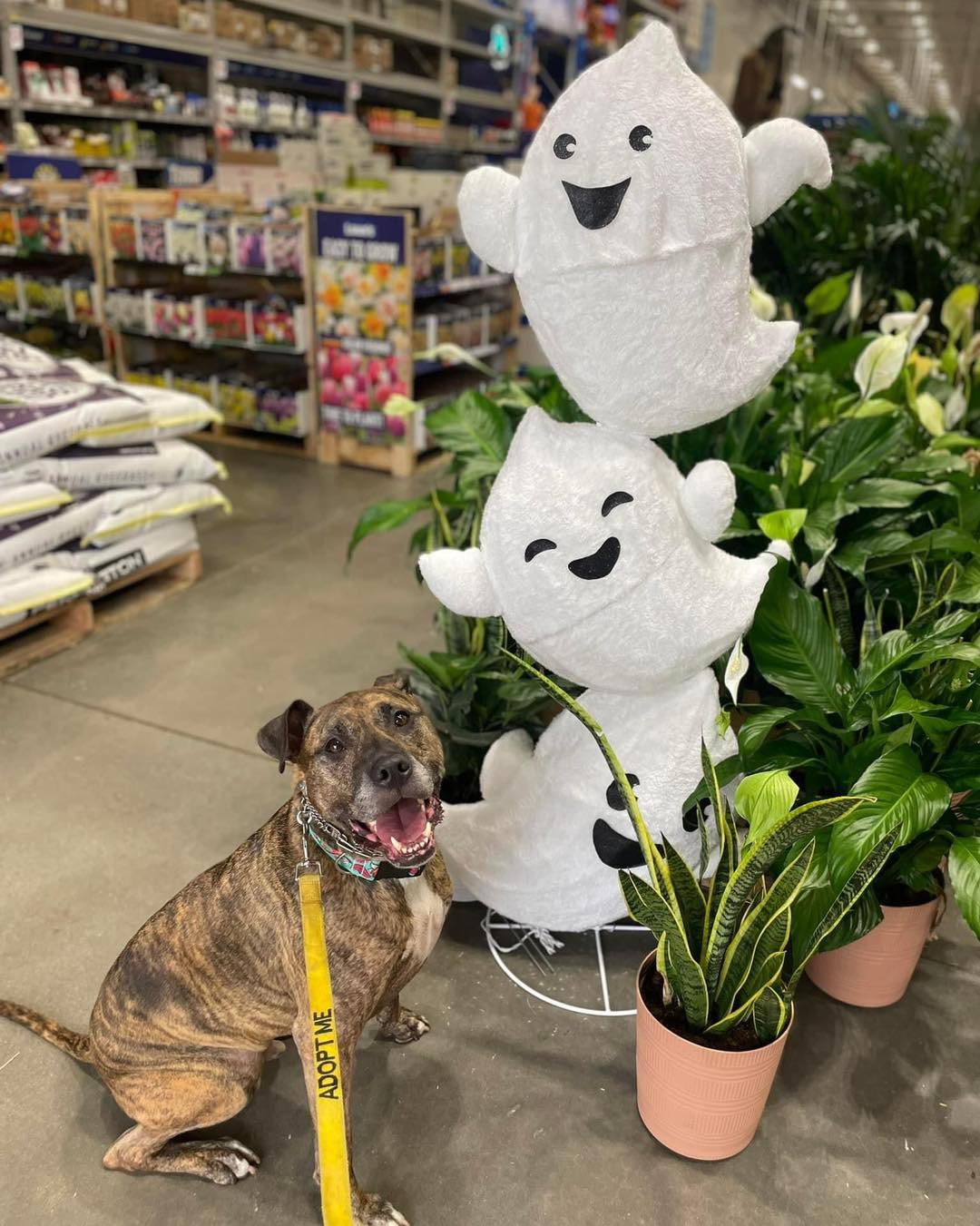 Ridley, a Adoptable mixed breed image 5/6