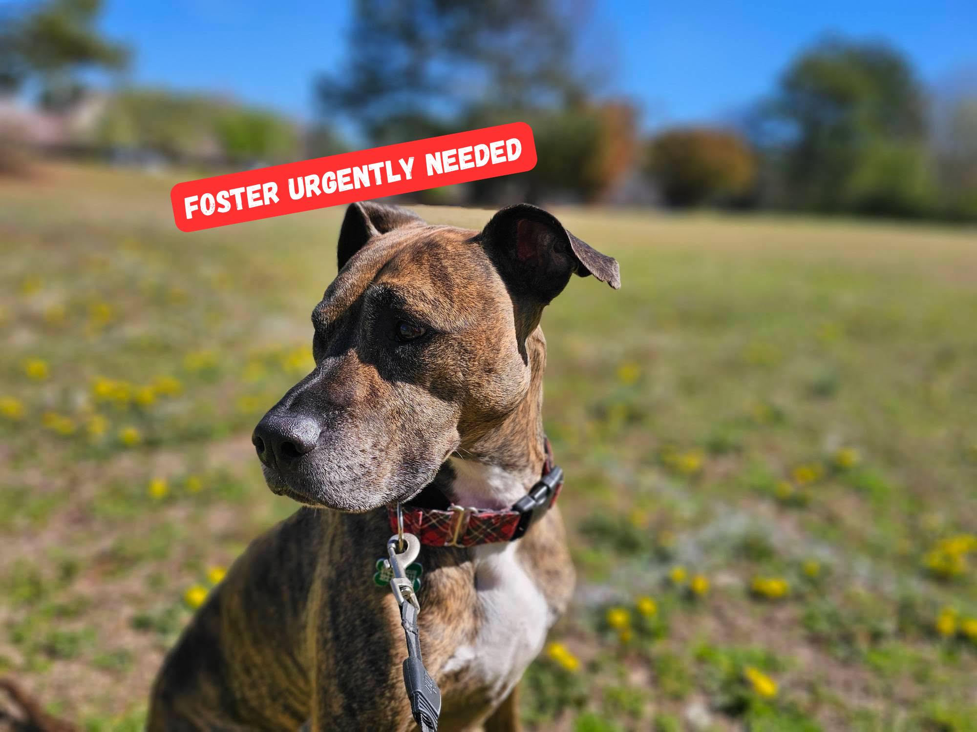 Ridley, a Adoptable mixed breed image 1/6