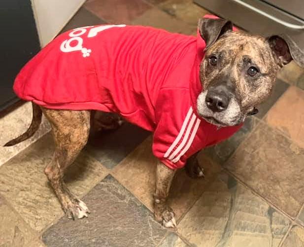 Ridley, a Adoptable mixed breed image 3/6