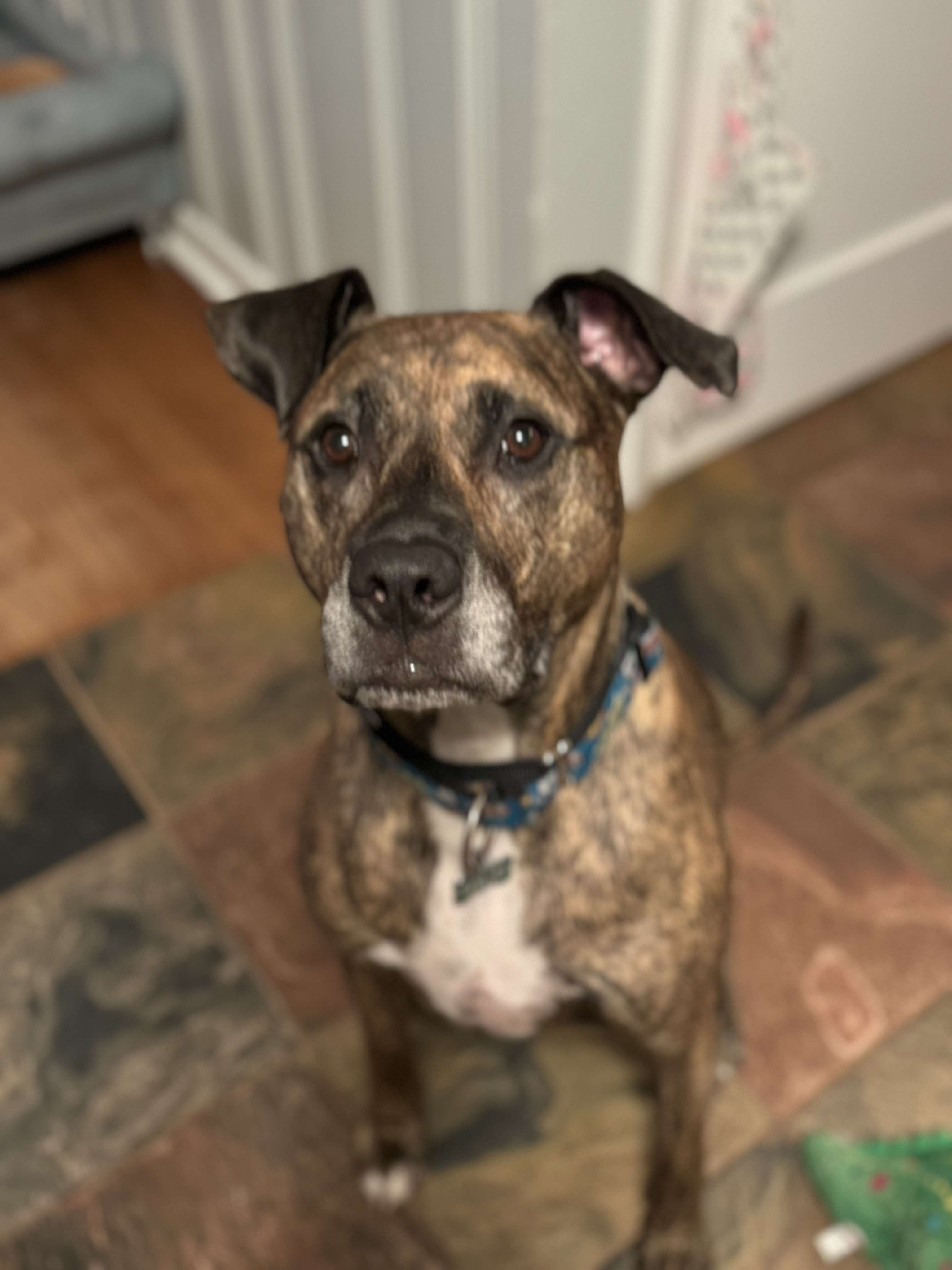 Ridley, a Adoptable mixed breed image 4/6