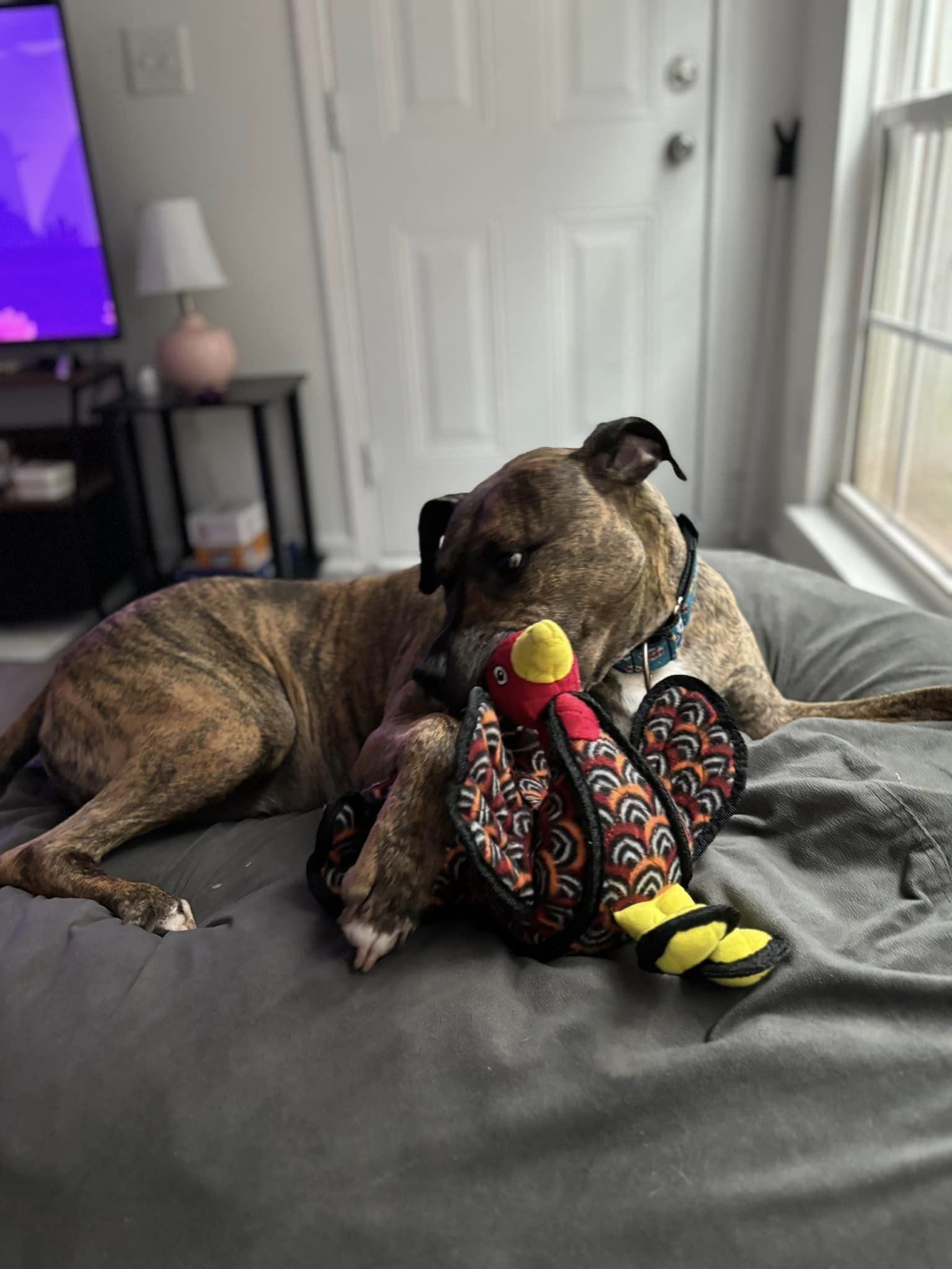 Ridley, a Adoptable mixed breed image 6/6