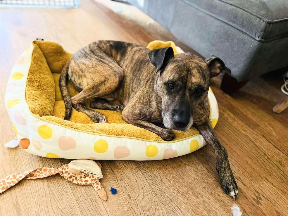 Ridley, a Adoptable mixed breed image 2/6