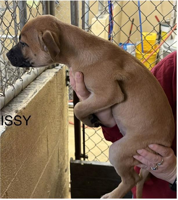 Enlarge MISSY, a ADOPTABLE mixed breed in Waverly, TN image 2/2