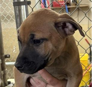 MISSY, ADOPTABLE, Puppy Female Labrador Retriever & Terrier.