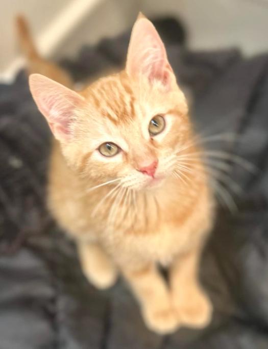 Enlarge Lucille, an adopted Domestic Short Hair in Battle Creek, MI image 1/1