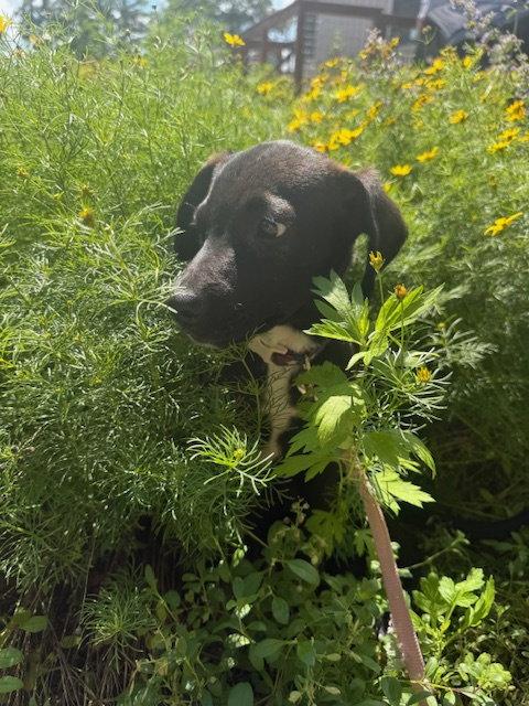Oreo, a Adoptable Labrador Retriever in Lake Hopatcong, NJ image 1/3
