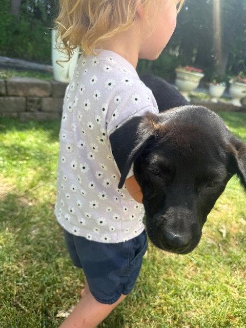 Oreo, a Adoptable Labrador Retriever in Lake Hopatcong, NJ image 2/3