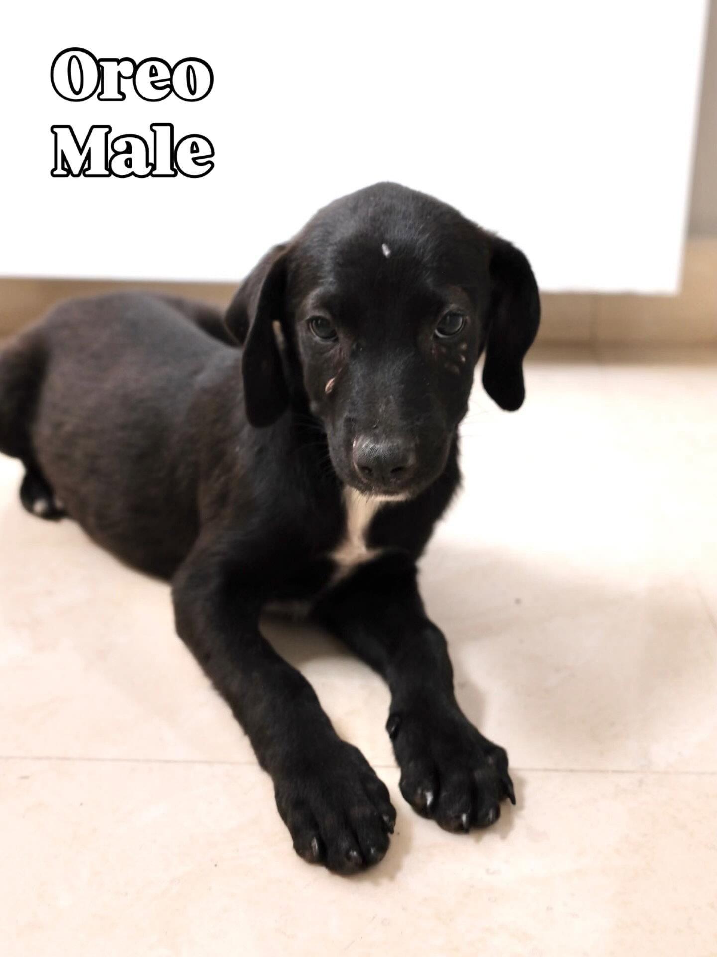 Enlarge Oreo, a Adoptable Labrador Retriever in Lake Hopatcong, NJ image 1/1
