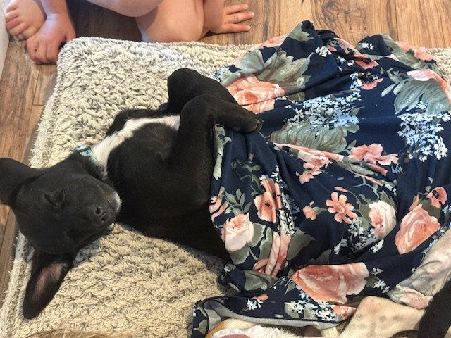 Oreo, a Adoptable Labrador Retriever in Lake Hopatcong, NJ image 3/3