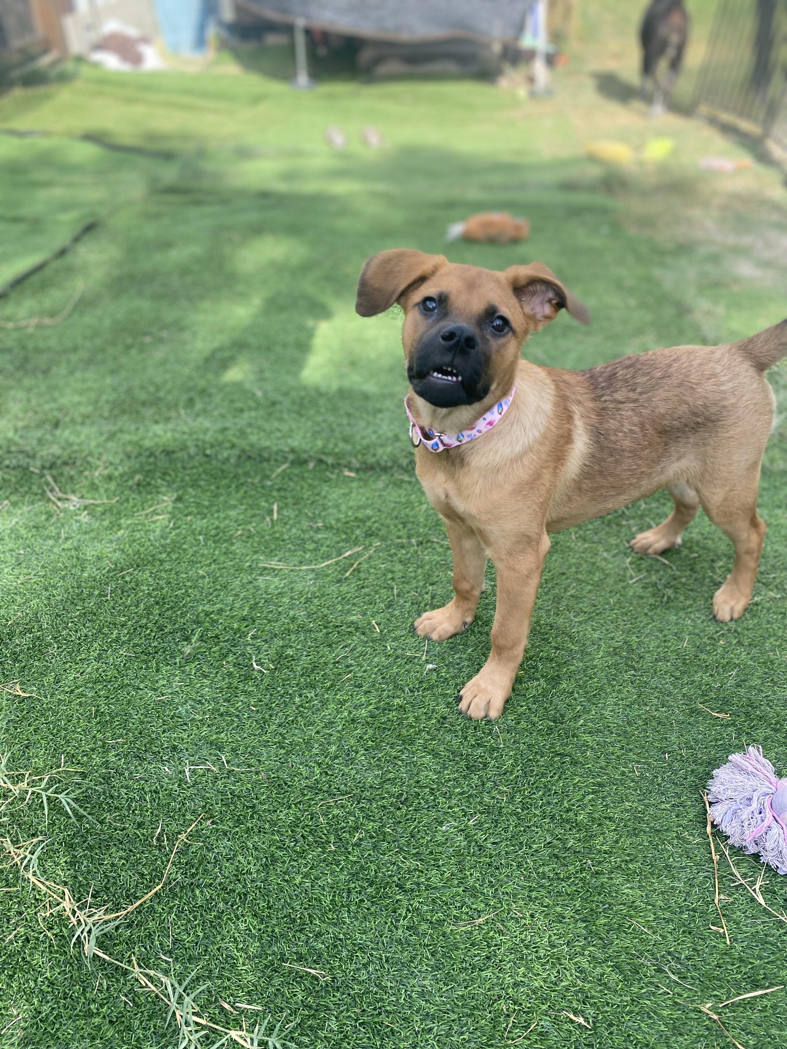 Enlarge Trixie, a ADOPTABLE mixed breed in San Antonio, TX image 3/6