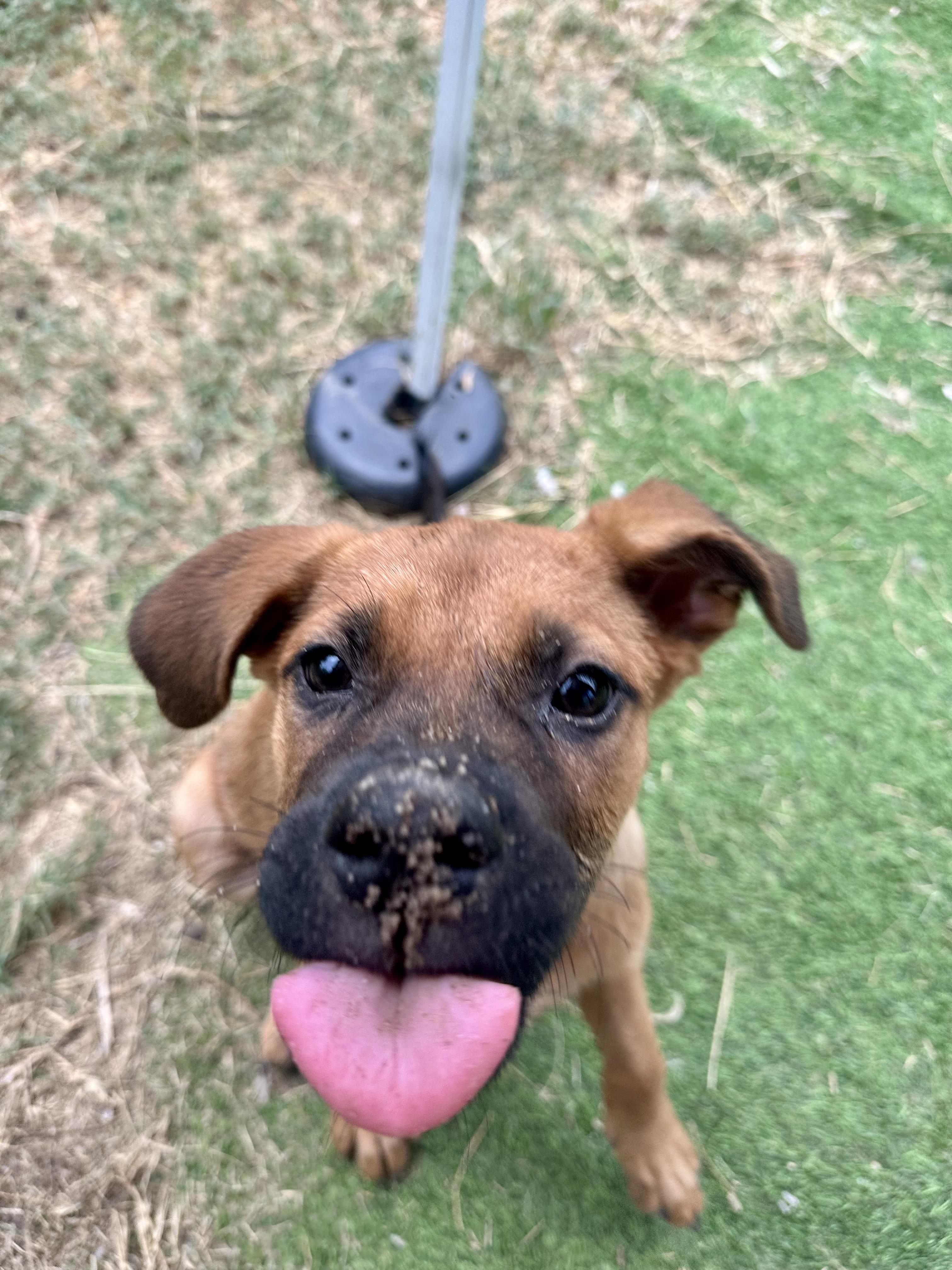 Enlarge Trixie, a ADOPTABLE mixed breed in San Antonio, TX image 1/6
