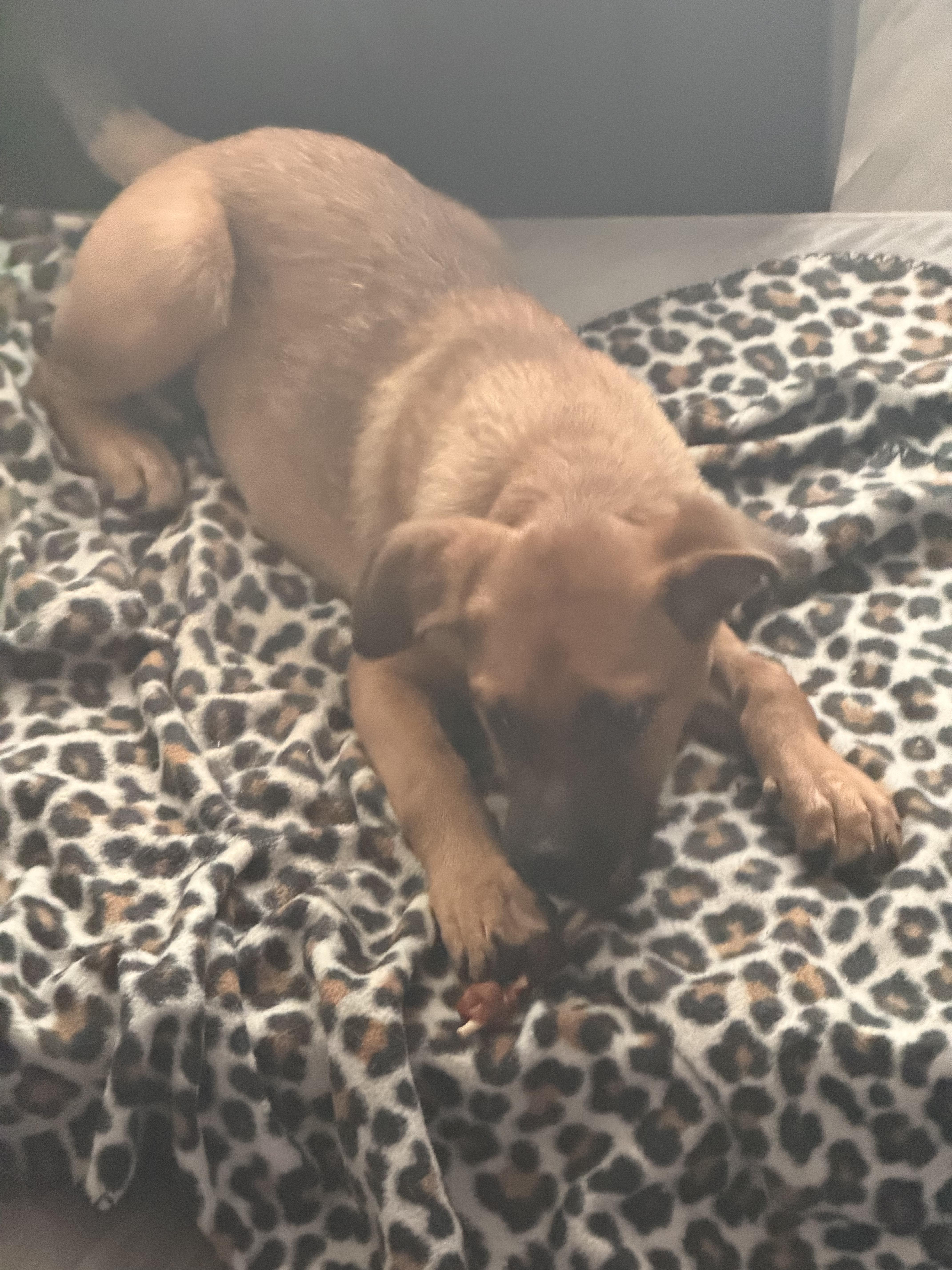 Enlarge Trixie, a ADOPTABLE mixed breed in San Antonio, TX image 4/6