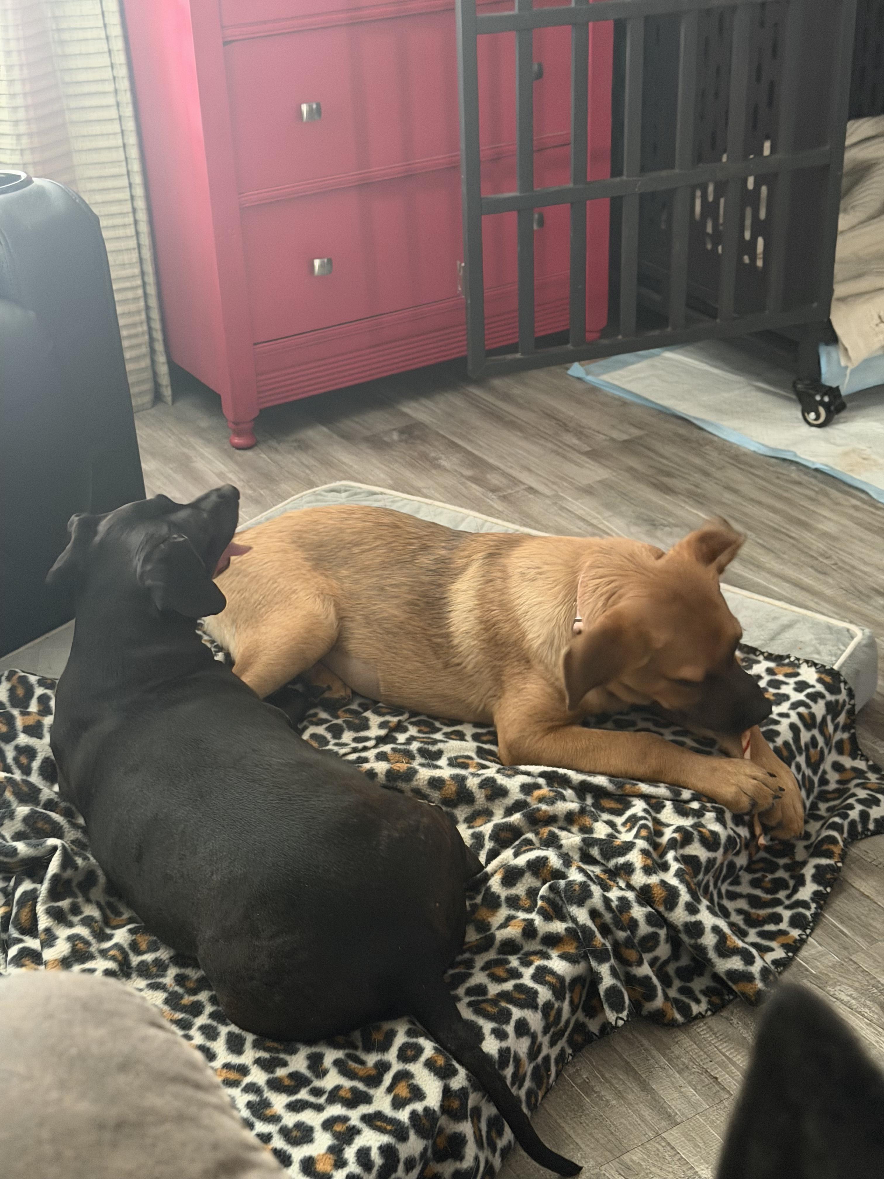 Enlarge Trixie, a ADOPTABLE mixed breed in San Antonio, TX image 5/6