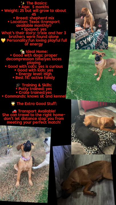 Enlarge Trixie, a ADOPTABLE mixed breed in San Antonio, TX video 2/6