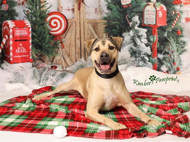 Enlarge BISCUIT, a Adoptable mixed breed in Omaha, NE image 1/1