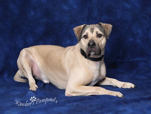 BISCUIT, Adoptable, Adult Male Mastiff & Mixed Breed.