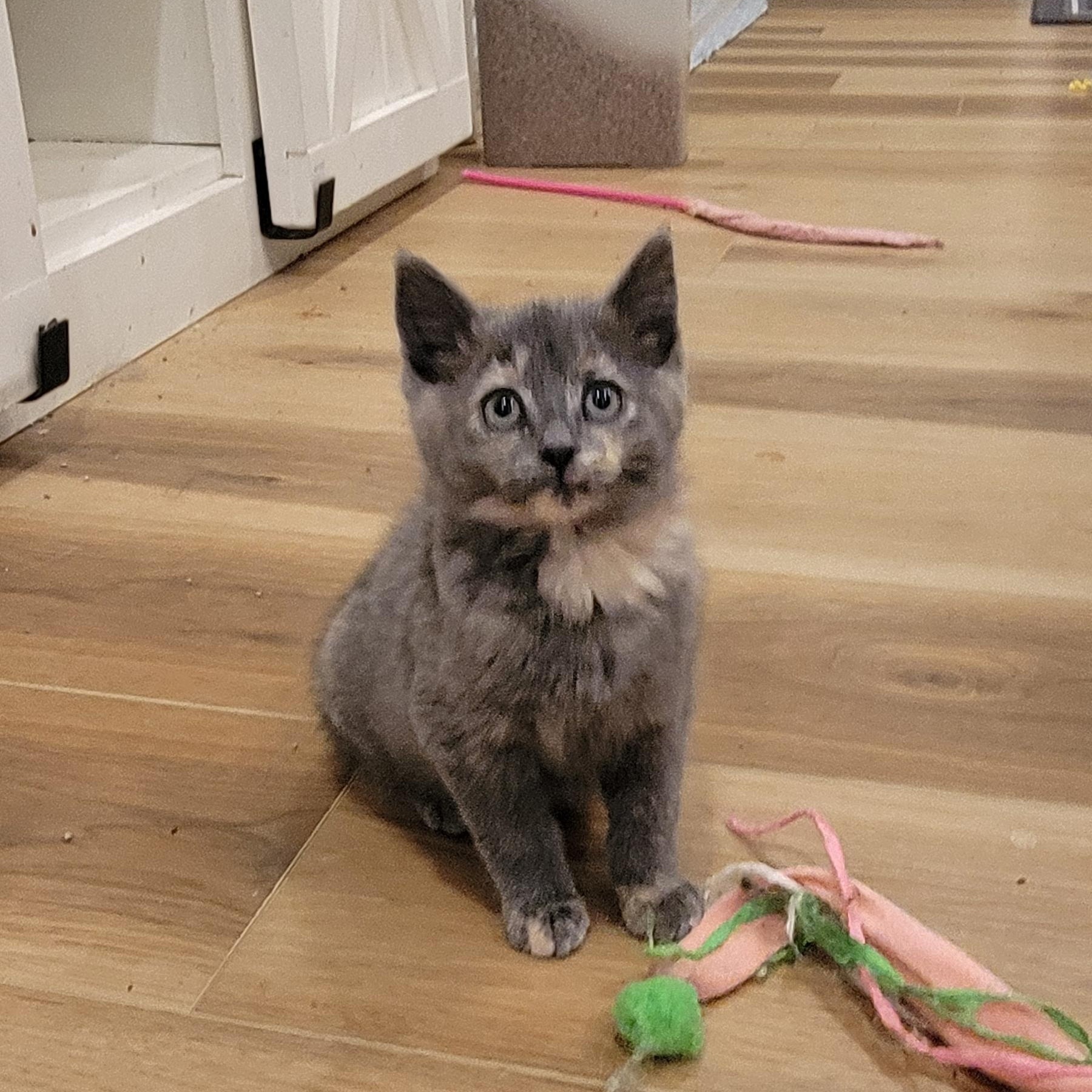 Mollie, a Adoptable Dilute Tortoiseshell in Wyandotte, MI image 2/6