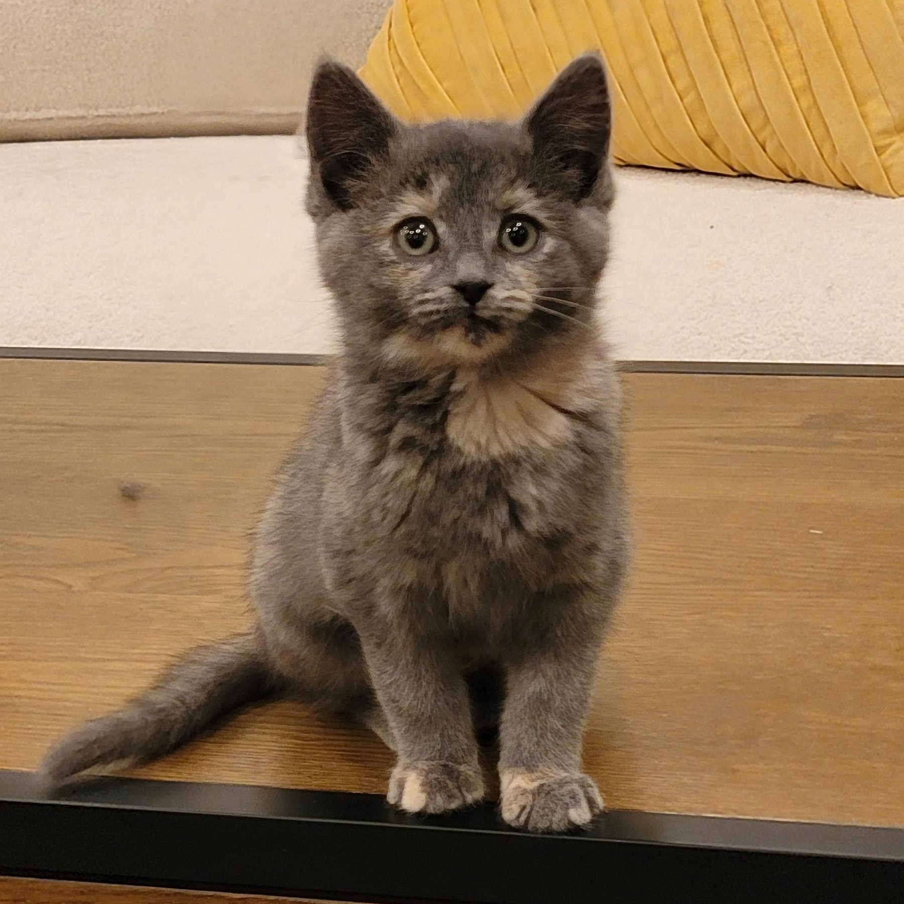 Mollie, Adoptable, Kitten Female Dilute Tortoiseshell.